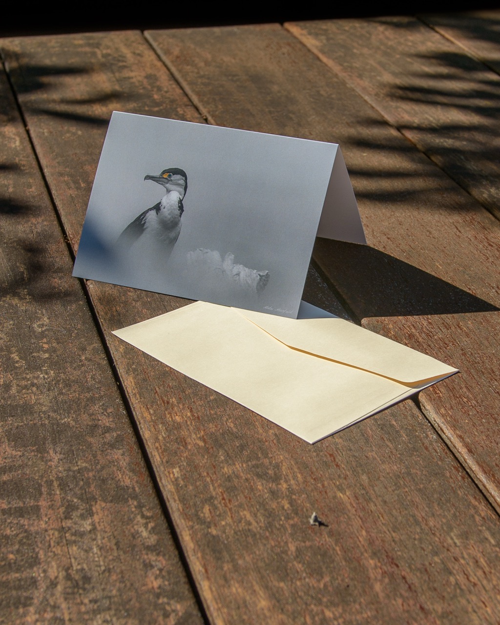 Fine Art Pied Shag Wildlife Greeting Cards - New Zealand Bird Photography